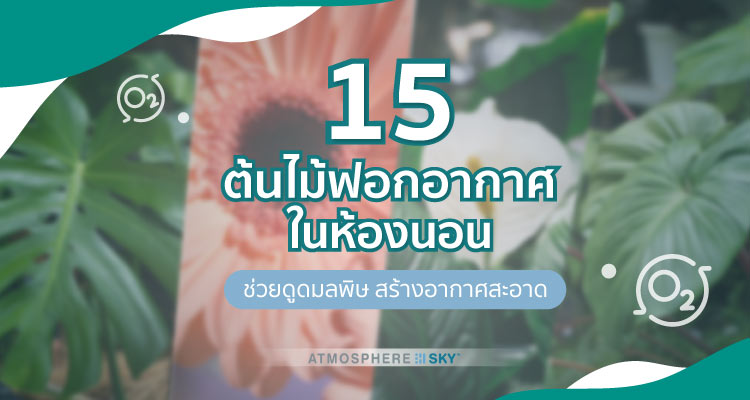 15 ต้นไม้ฟอกอากาศในห้องนอน ช่วยดูดมลพิษ สร้างอากาศสะอาด 